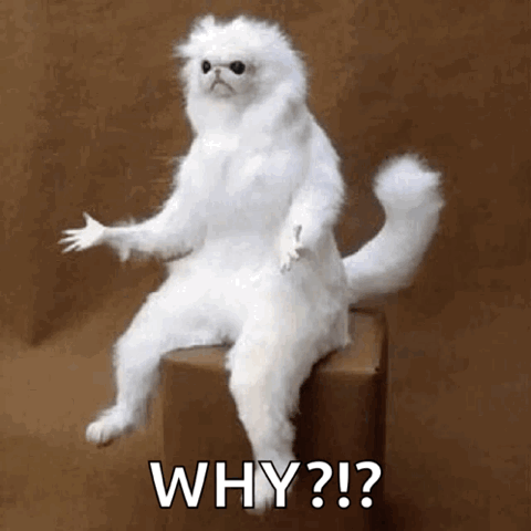 White Persian cat throwing its paws up, "Why?!?"