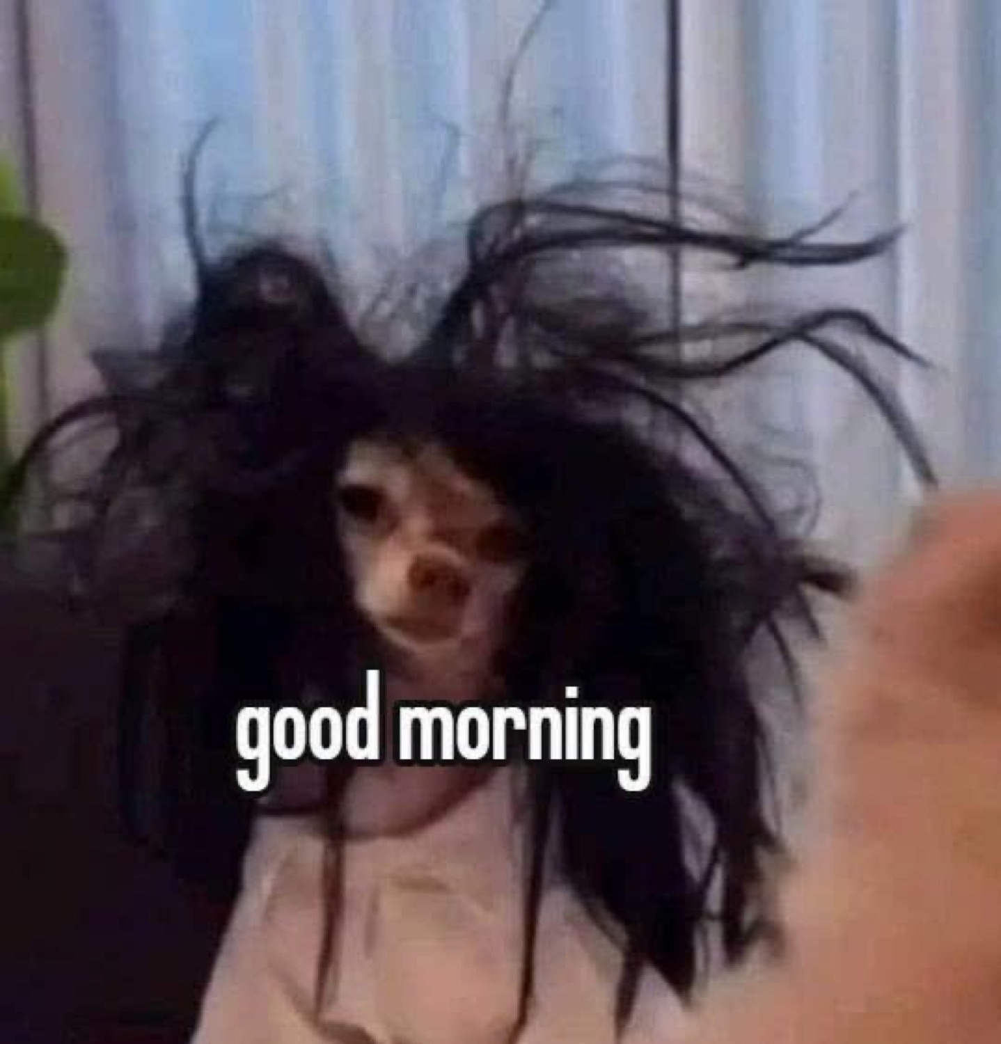 Small dog under a messy black wig: 'good morning'