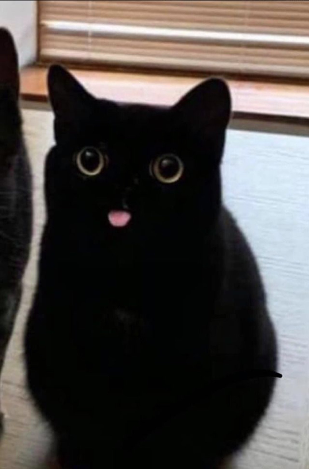 Black cat with huge round eyes and a tiny pink tongue blep, looking genuinely alarmed