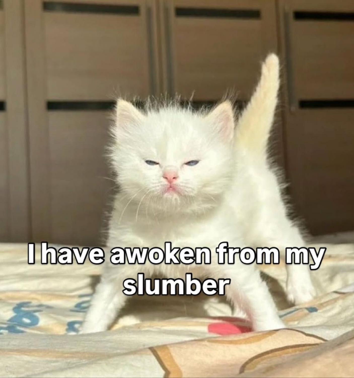 Grumpy white kitten standing up with half-closed eyes captioned 'I have awoken from my slumber'