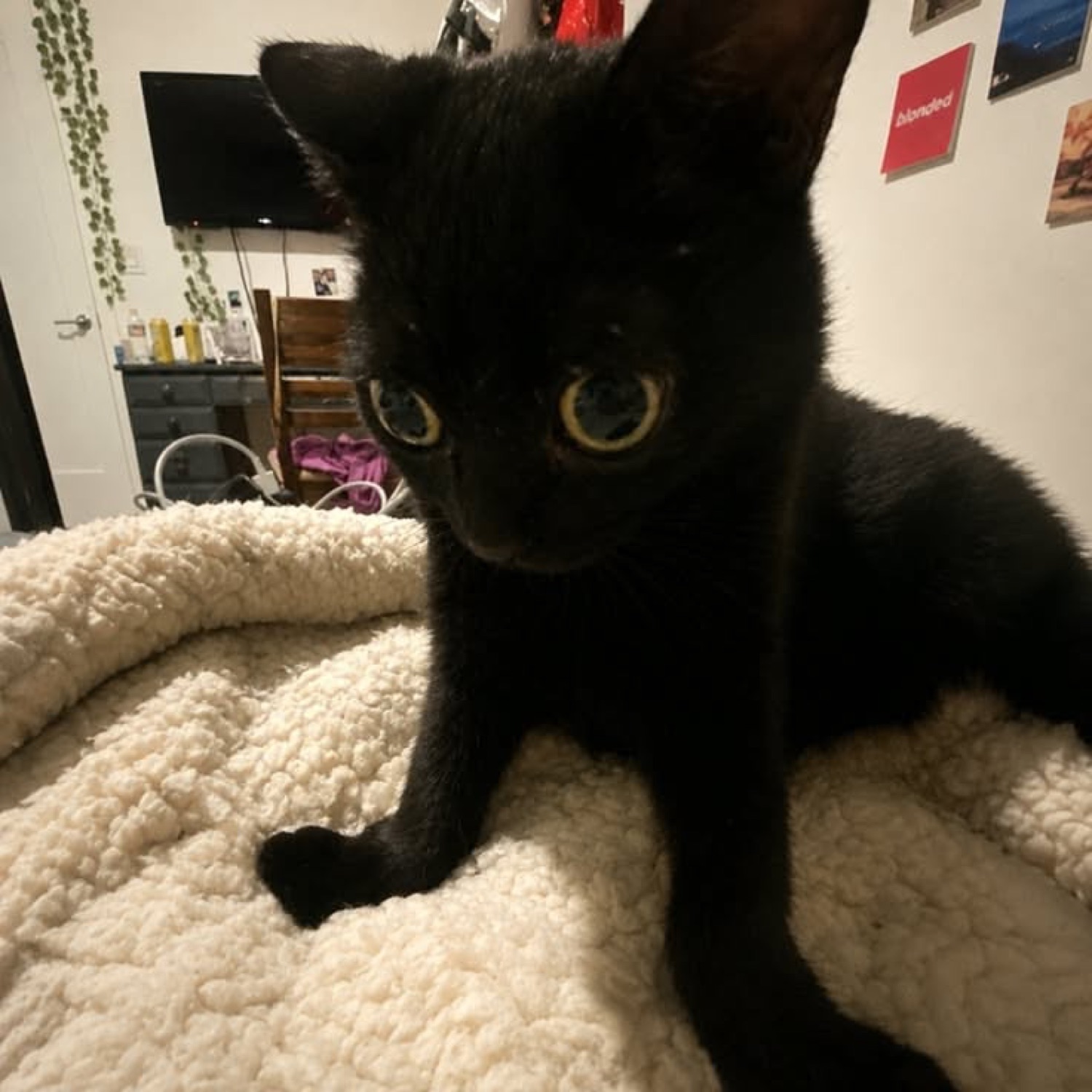 Little black kitten with huge glowing eyes staring straight into your soul from a fluffy bed