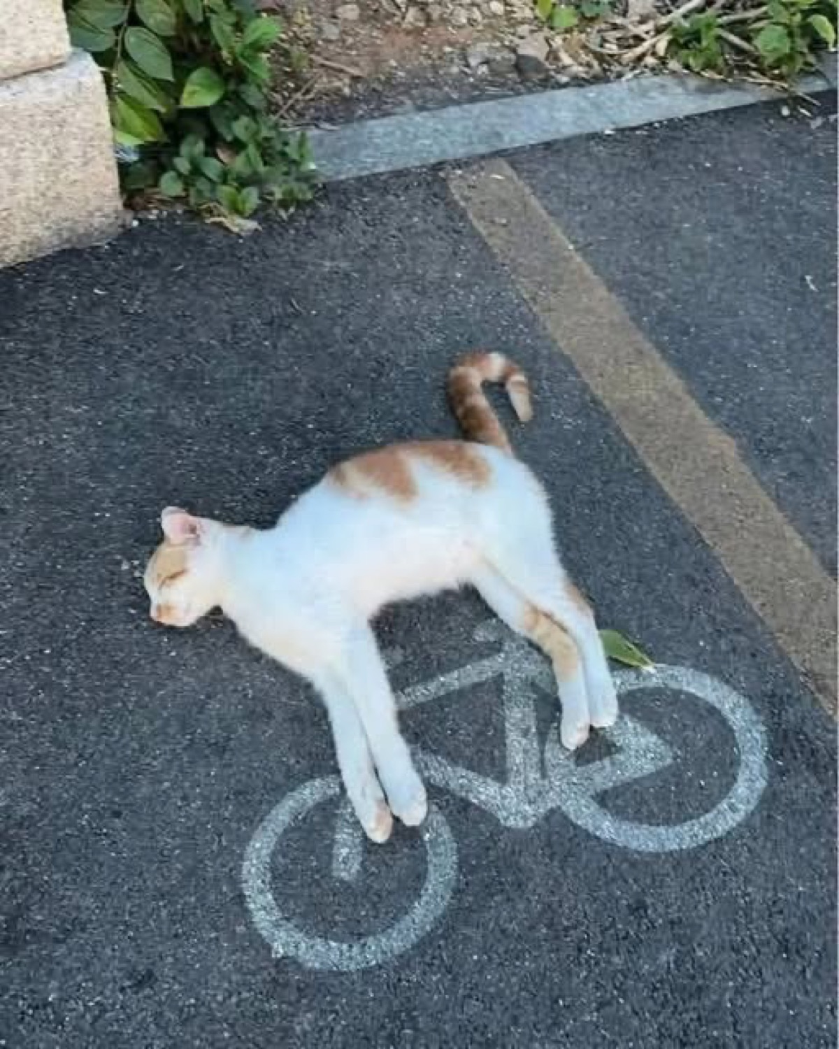 Cat sprawled flat on top of a painted bike-lane symbol