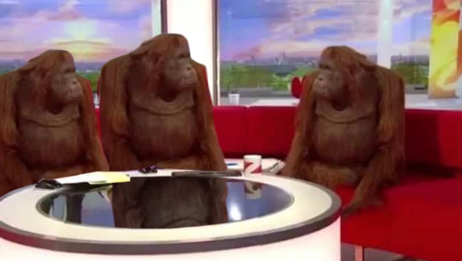 Three orangutans sitting around a news desk looking utterly unbothered