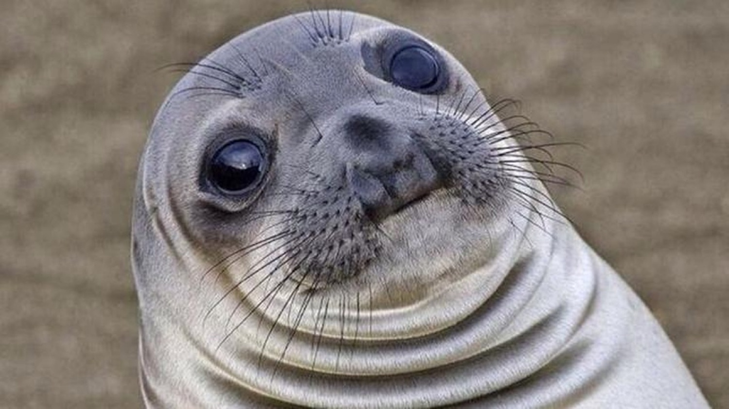 Wide-eyed seal tilting its head with a deeply awkward, uncomfortable stare