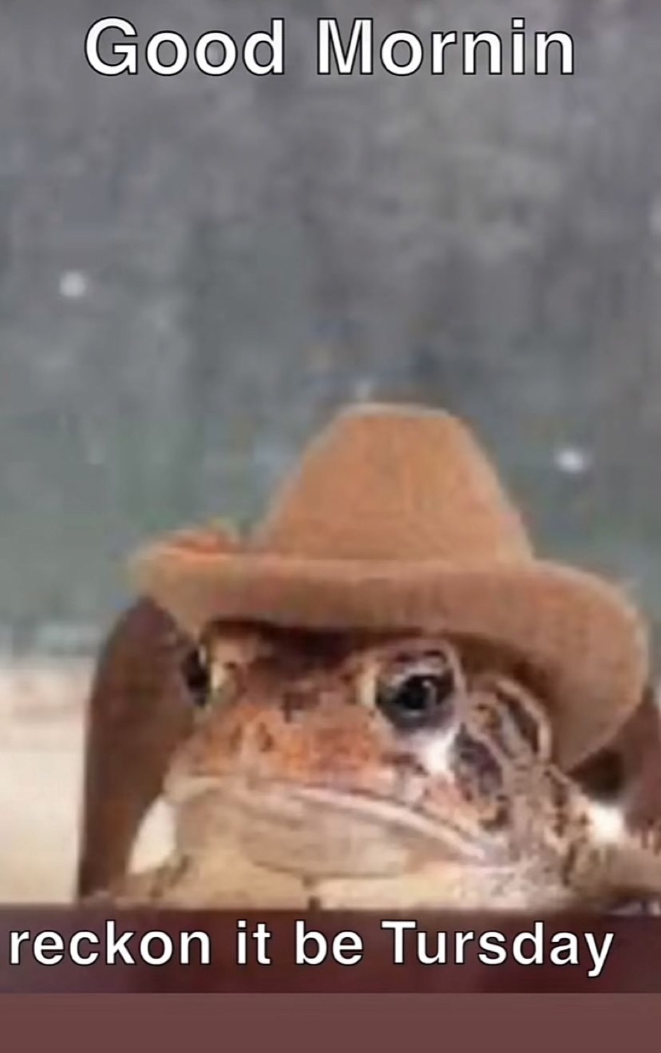 Toad in a cowboy hat: 'Good Mornin / reckon it be Tursday'