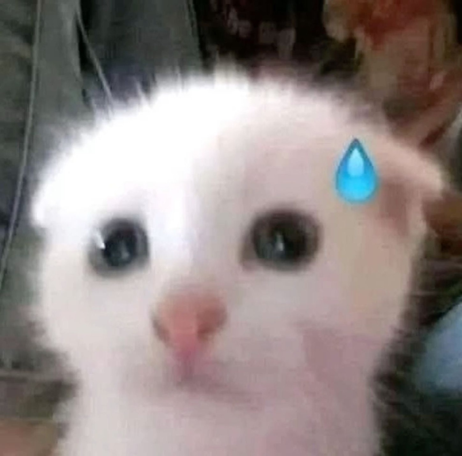 Blurry white kitten with a big anime sweat-drop emoji, smiling nervously