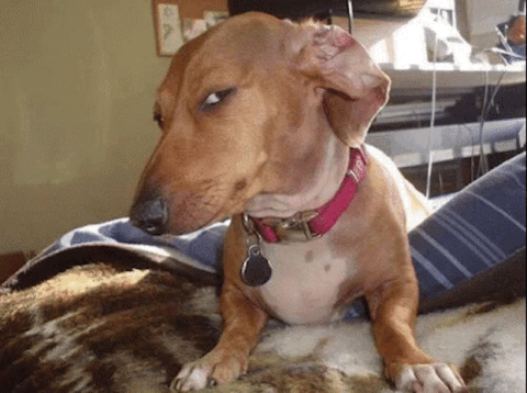 Dachshund on a couch giving a suspicious side-eye