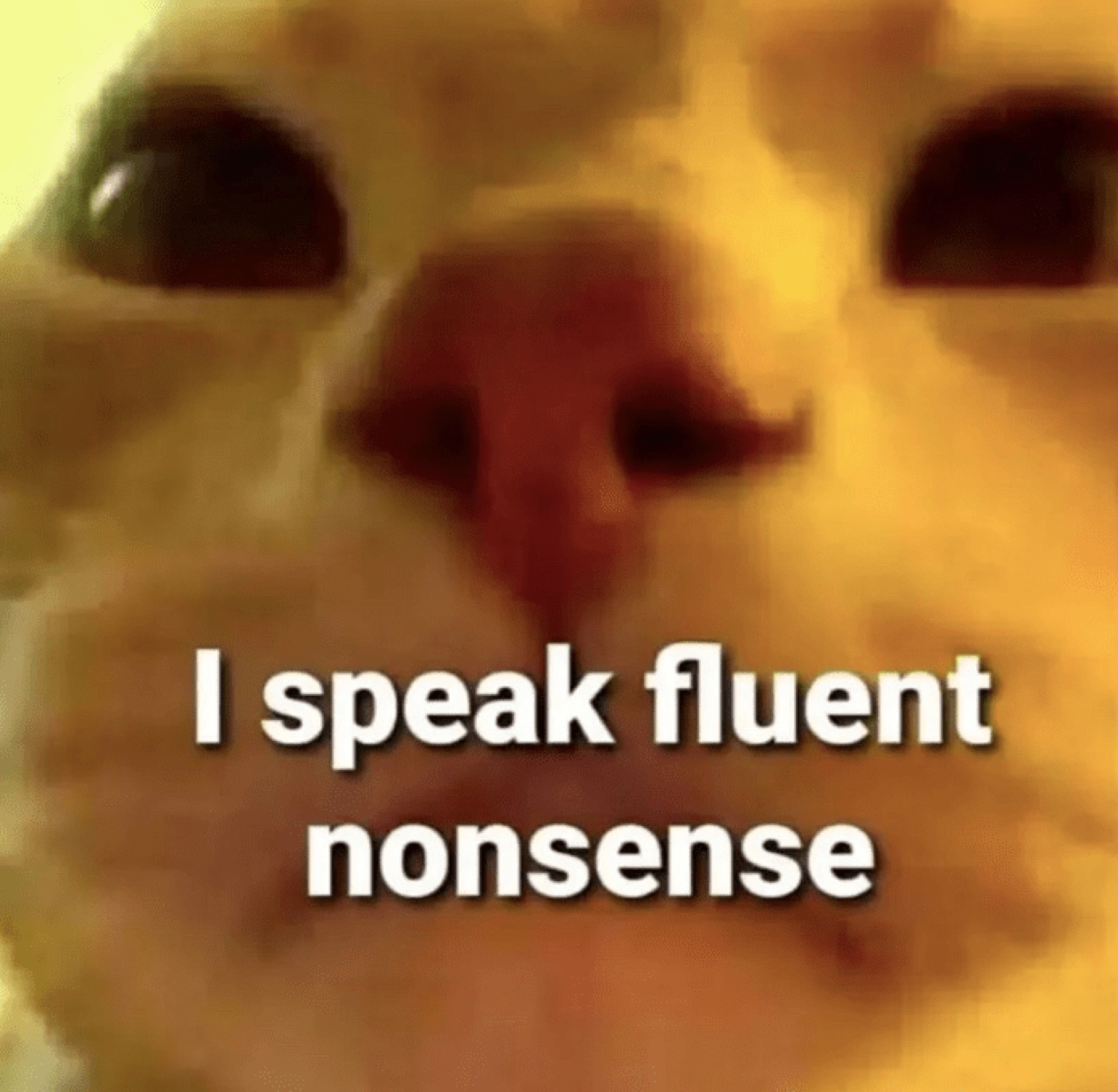 Extreme close-up of a smug cat captioned 'I speak fluent nonsense'