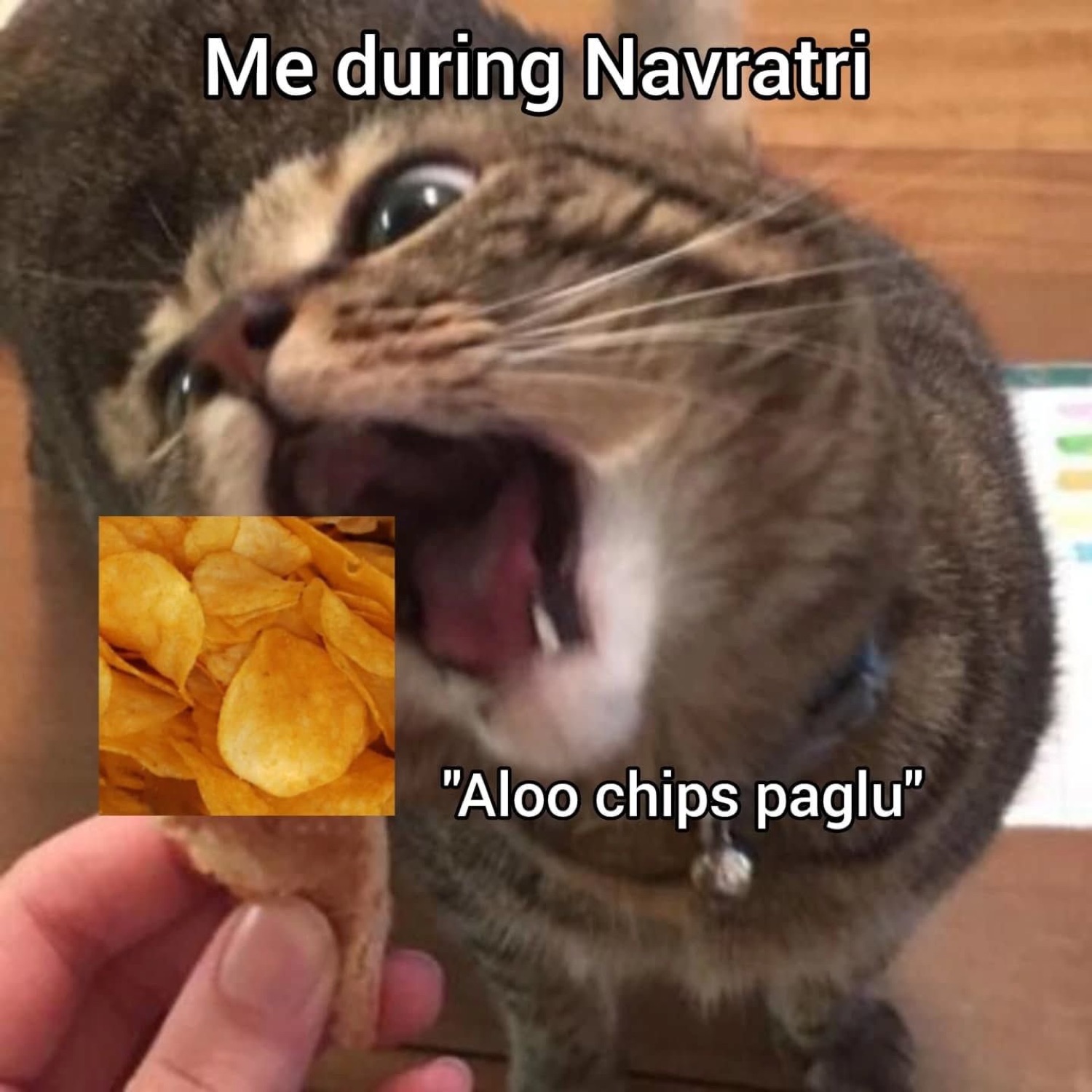 Cat lunging for a potato chip: 'Me during Navratri "Aloo chips paglu"'