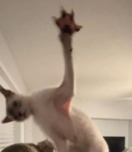Blurry cat stretched into a long-necked creature reaching toward the ceiling