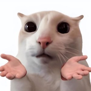 White cat with wide eyes and human hands held out in a helpless shrug