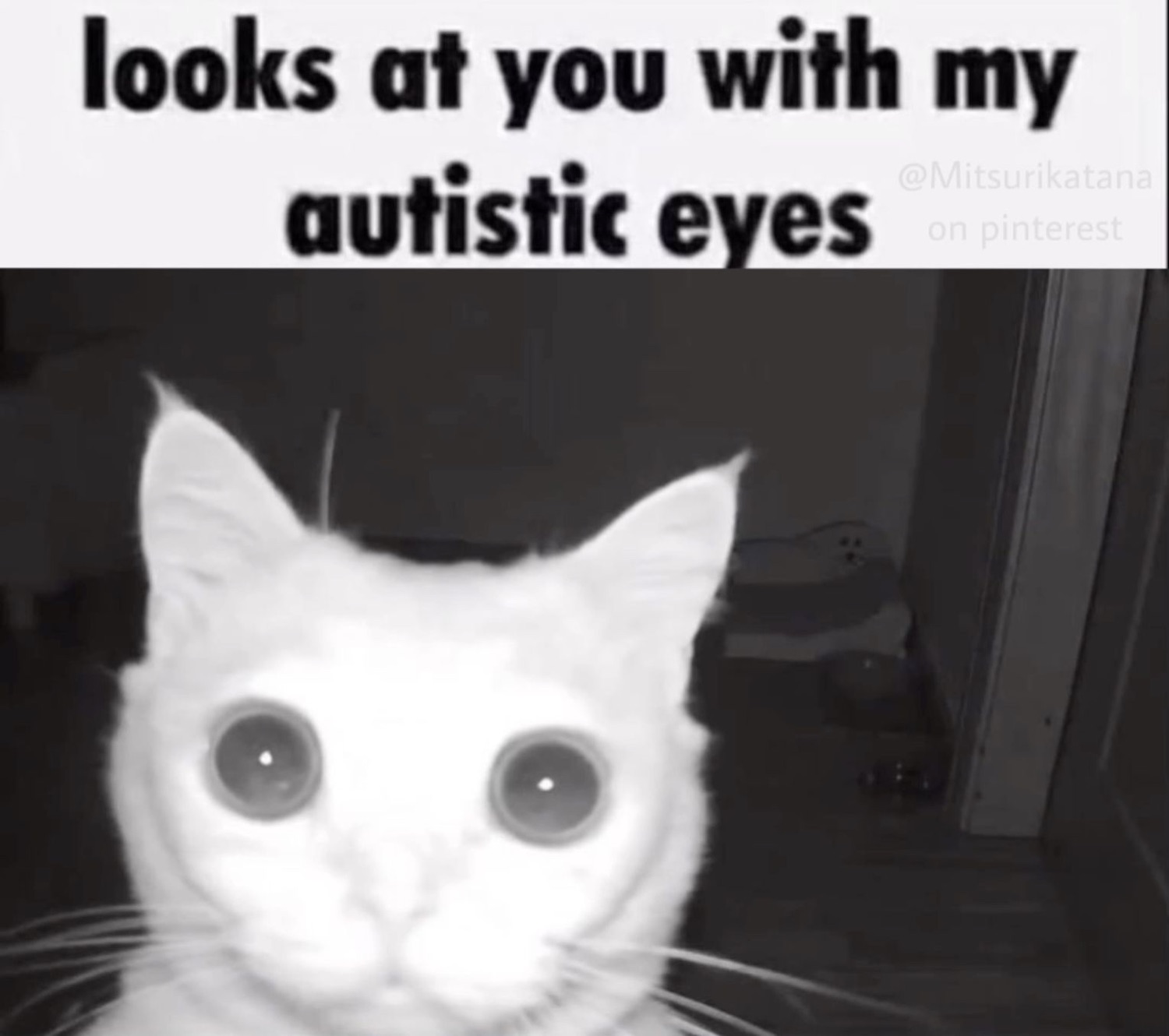 Wide-eyed white cat staring straight into a night-vision camera, captioned 'looks at you with my autistic eyes'
