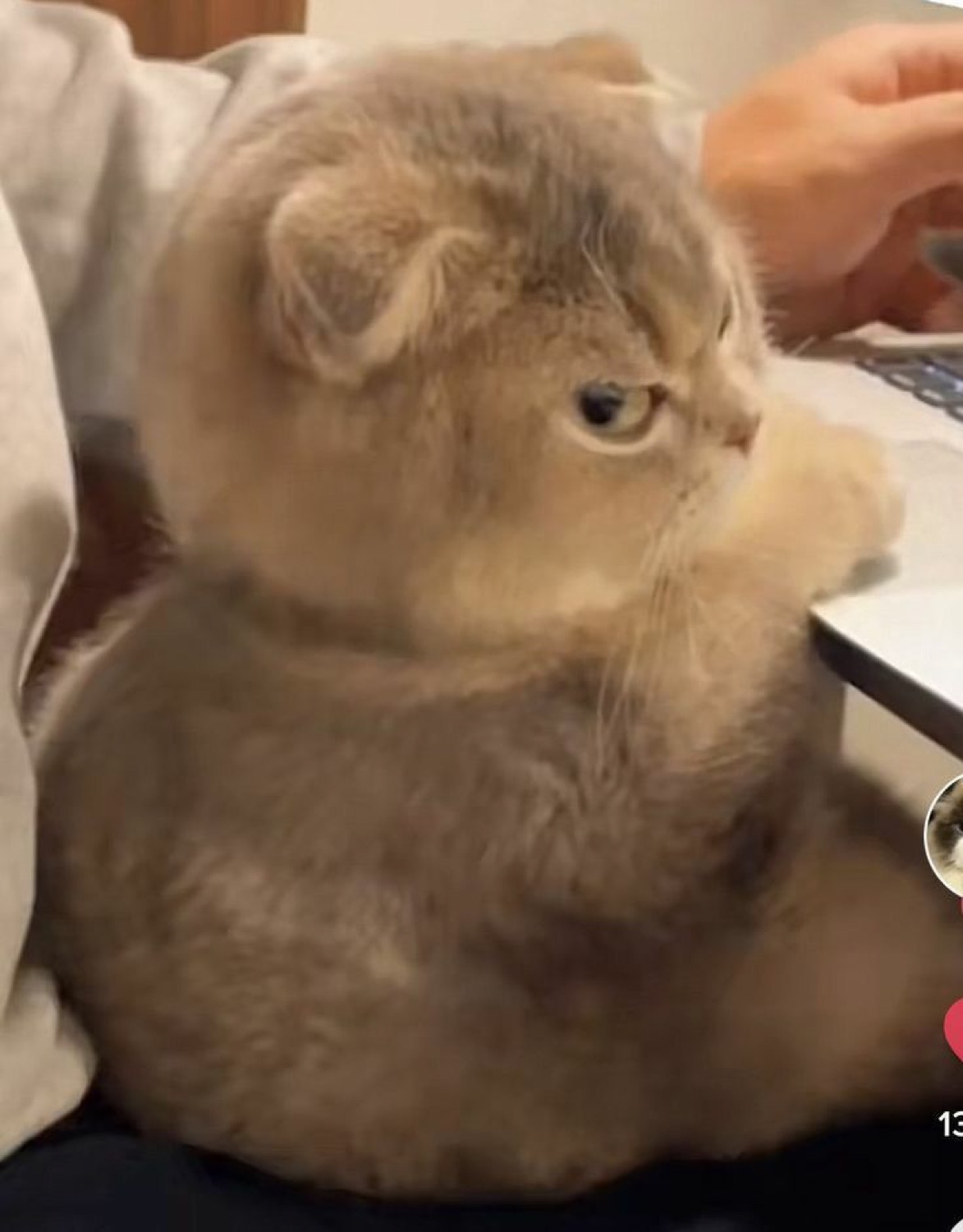 Fluffy Scottish Fold cat sitting loaf-style, giving a withering sideways glare