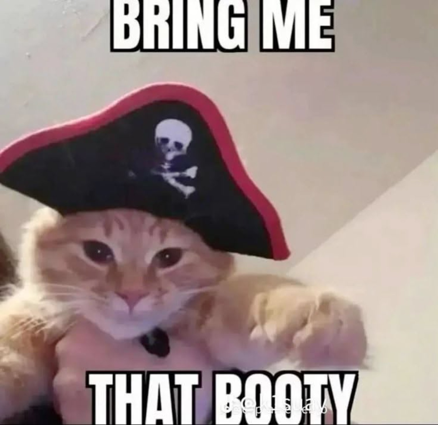 Orange cat in a pirate hat with a deadpan stare captioned 'Bring me that booty'