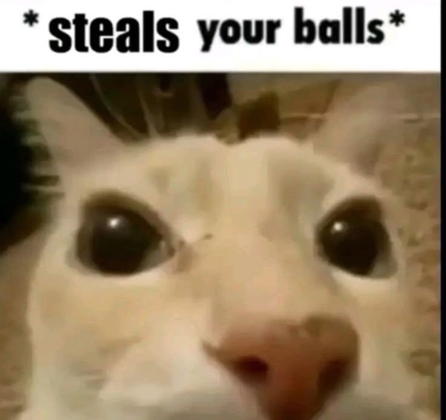 Close-up cat with a blank empty stare captioned '*steals your balls*'
