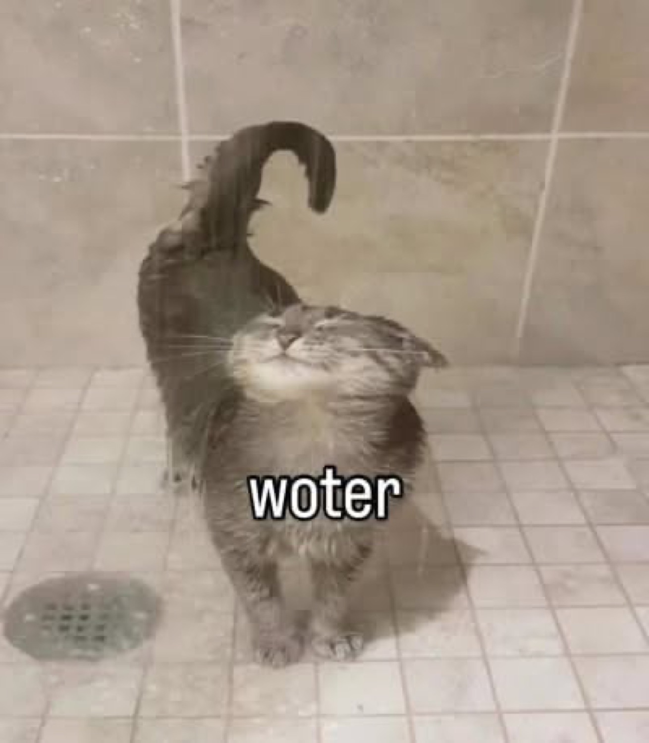 Grey cat blissfully tilting its head up in a shower captioned 'woter'