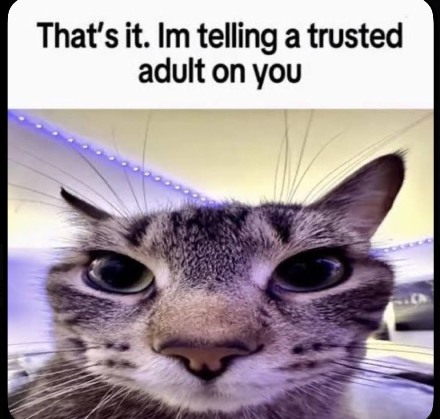 Close-up cat with a flat glare, captioned 'That's it. Im telling a trusted adult on you'
