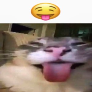 Blurry cat with tongue out beneath a tongue-out emoji, mid-goofy moment
