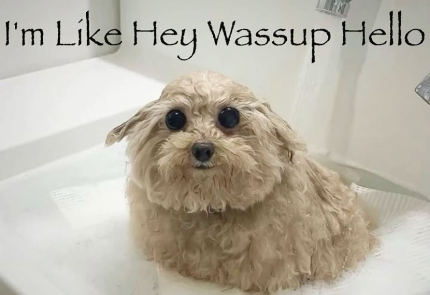Fluffy dog: 'I'm Like Hey Wassup Hello'
