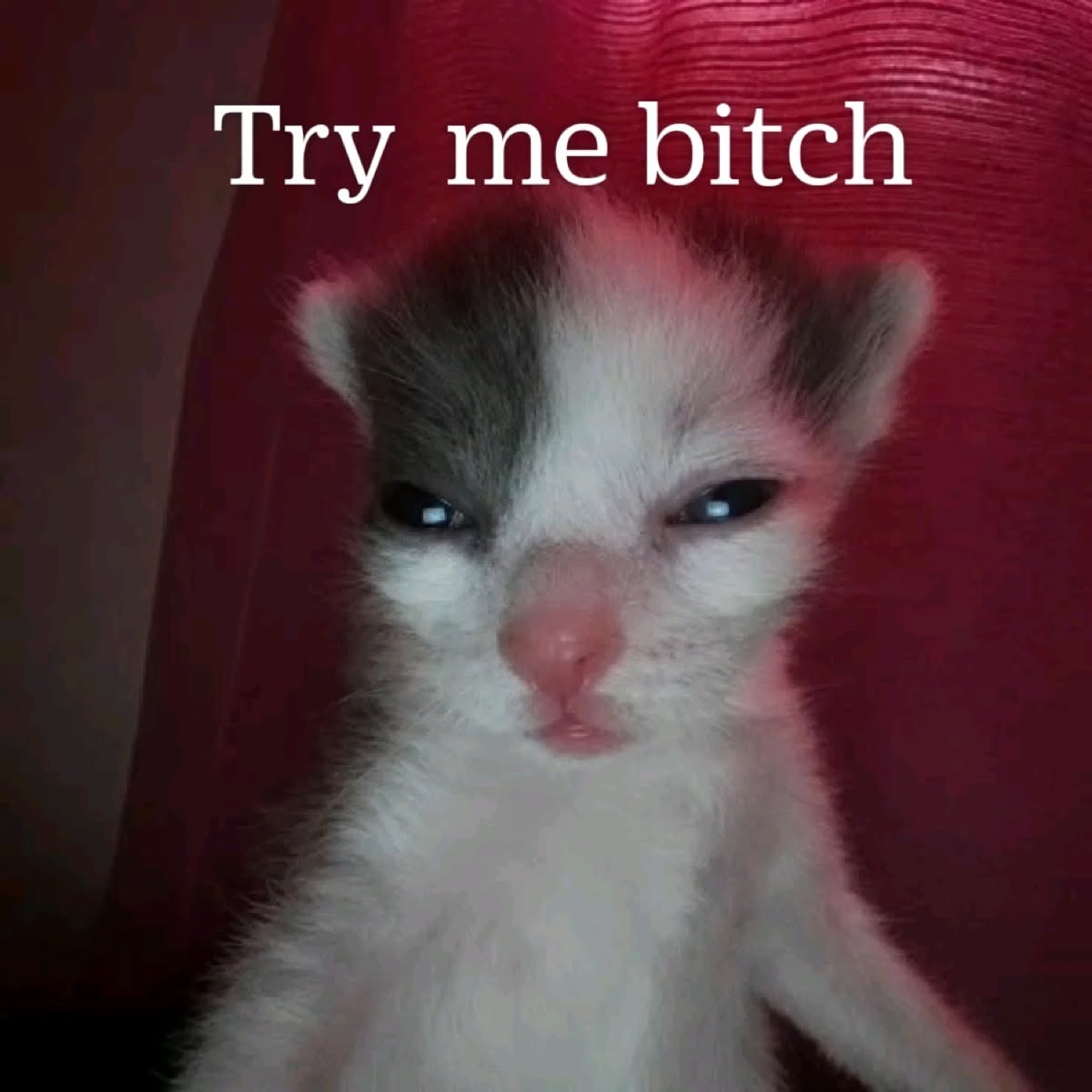 Tiny kitten with a narrow-eyed, menacing squint captioned 'Try me bitch'