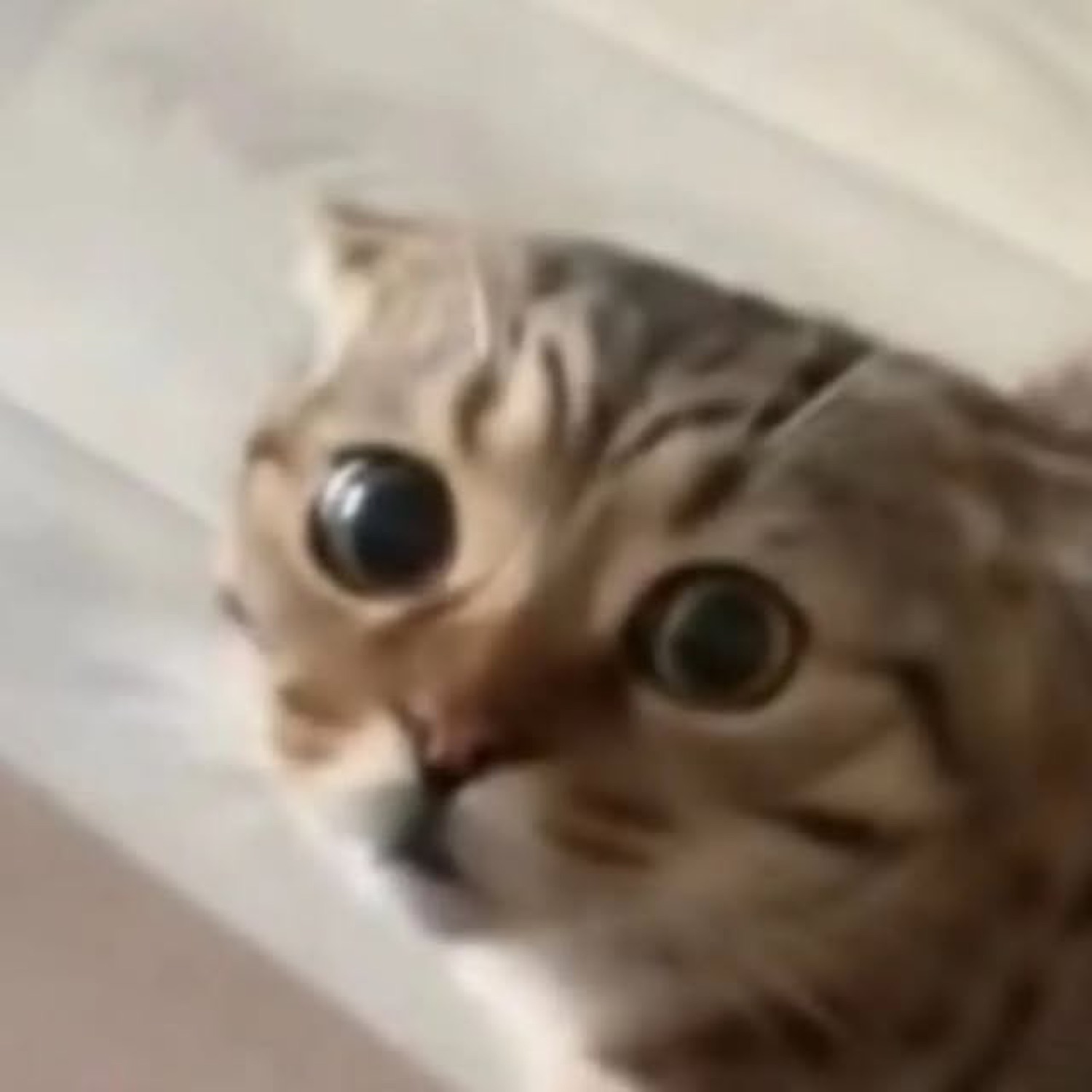 Tabby kitten looking up with huge startled eyes and a shocked expression