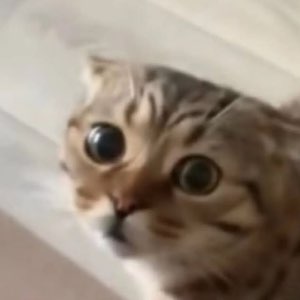 Tabby kitten looking up with huge startled eyes and a shocked expression