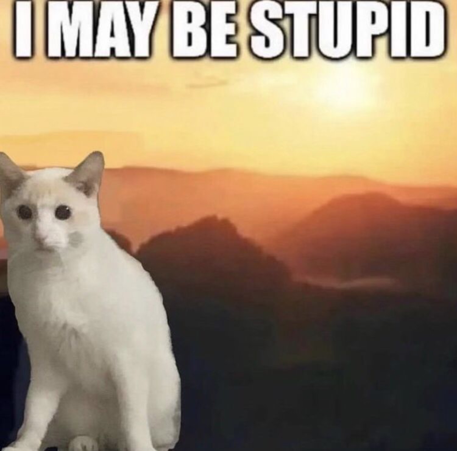 White cat perched on a mountain at sunset captioned 'I MAY BE STUPID'