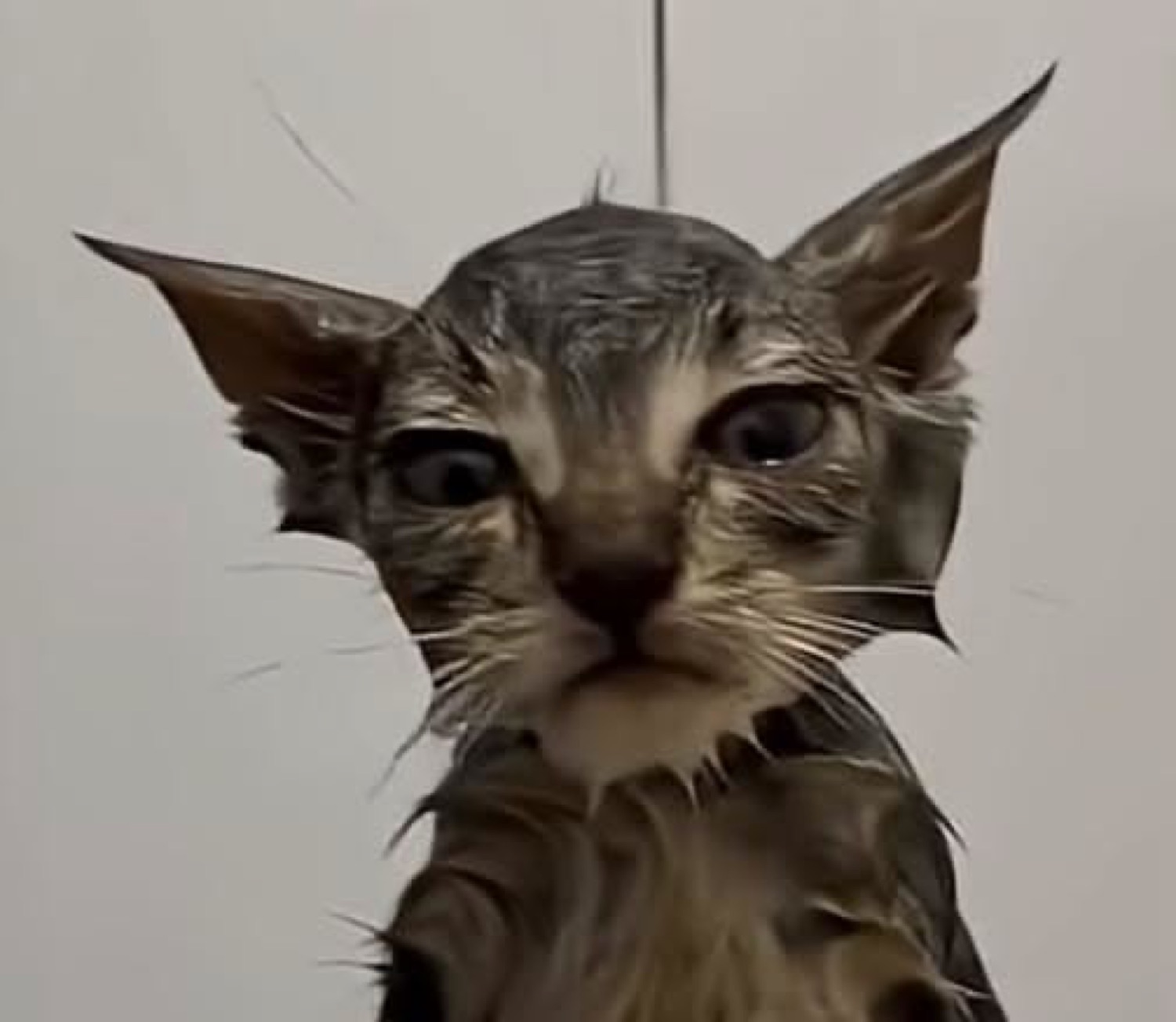 Soaking wet kitten with giant ears staring into your soul after bath time