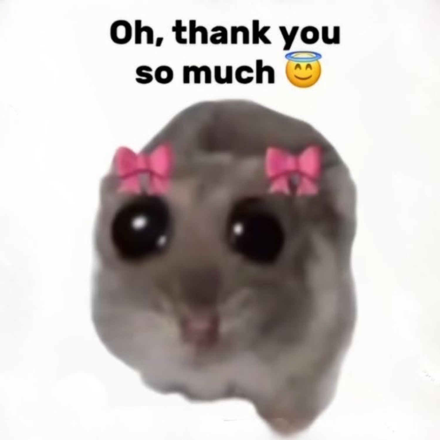 Hamster with pink bows: 'Oh, thank you so much'