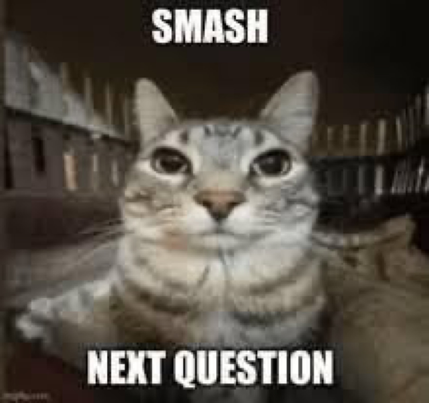 Serious tabby cat staring at the camera with bold text 'SMASH NEXT QUESTION'