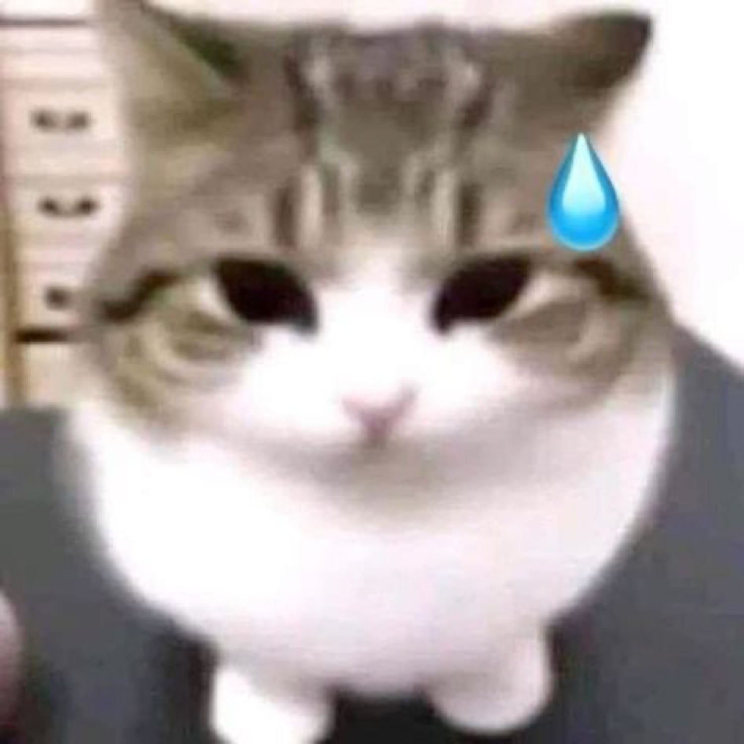 Chubby cat staring blankly with a nervous sweat-drop emoji beside its head