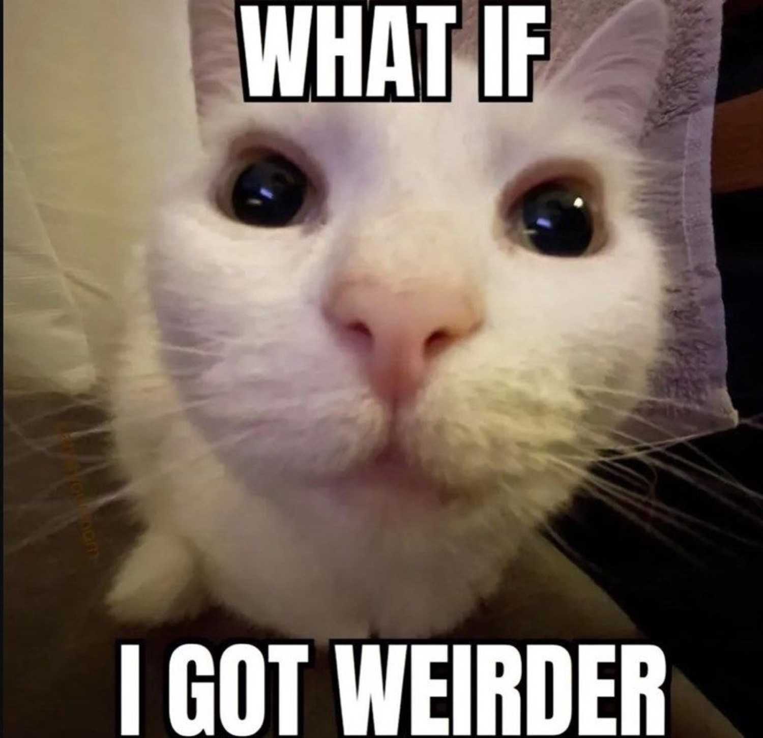 White cat staring dead into your soul above the text 'WHAT IF I GOT WEIRDER'