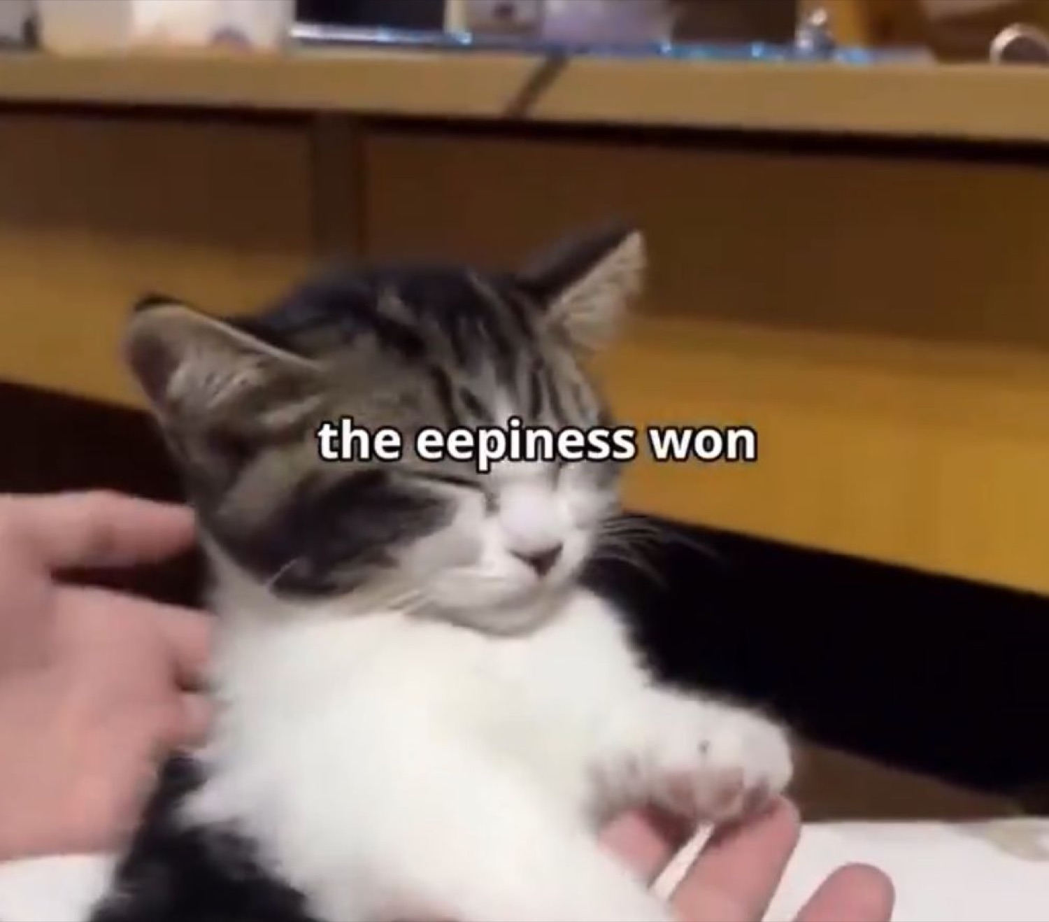 Kitten drifting off with eyes shut while being pet, captioned 'the eepiness won'