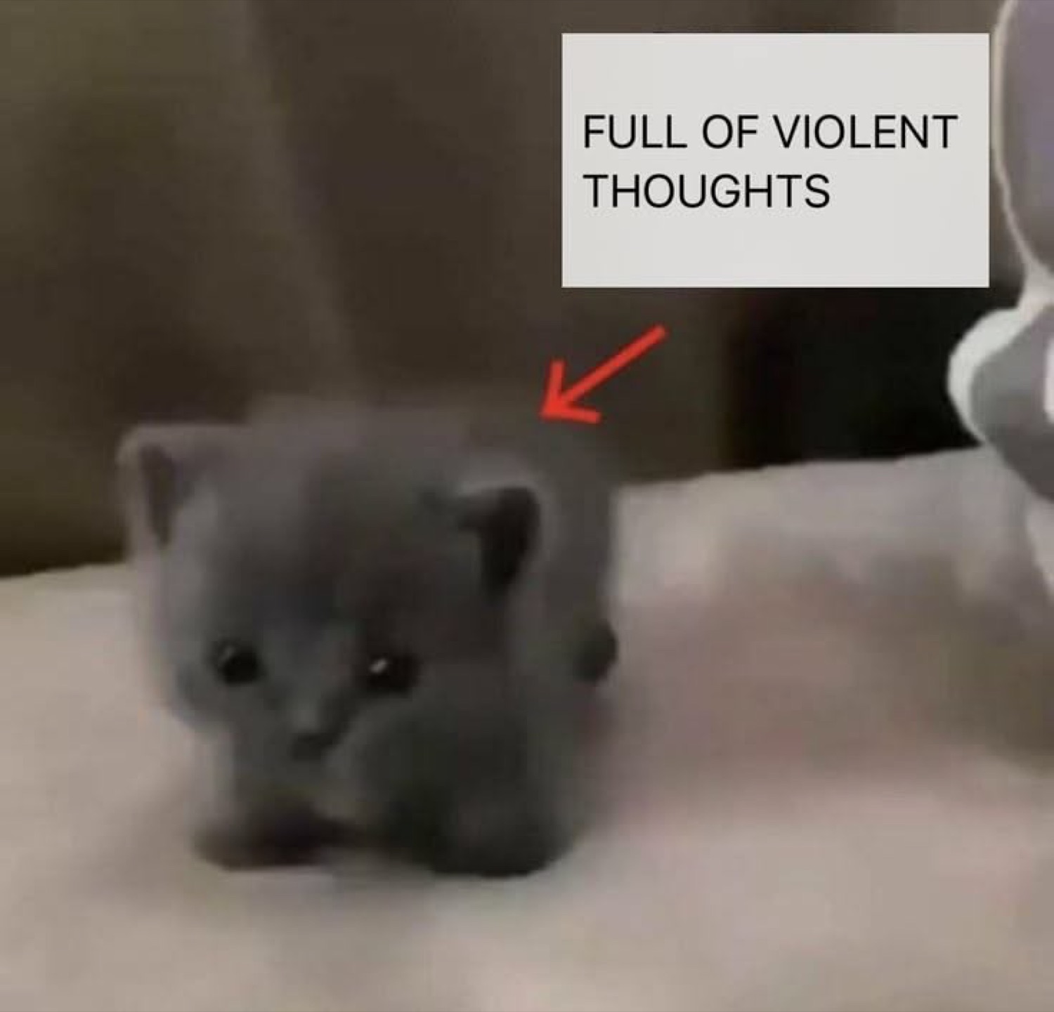 Tiny gray kitten with an arrow pointing at it labeled 'FULL OF VIOLENT THOUGHTS'