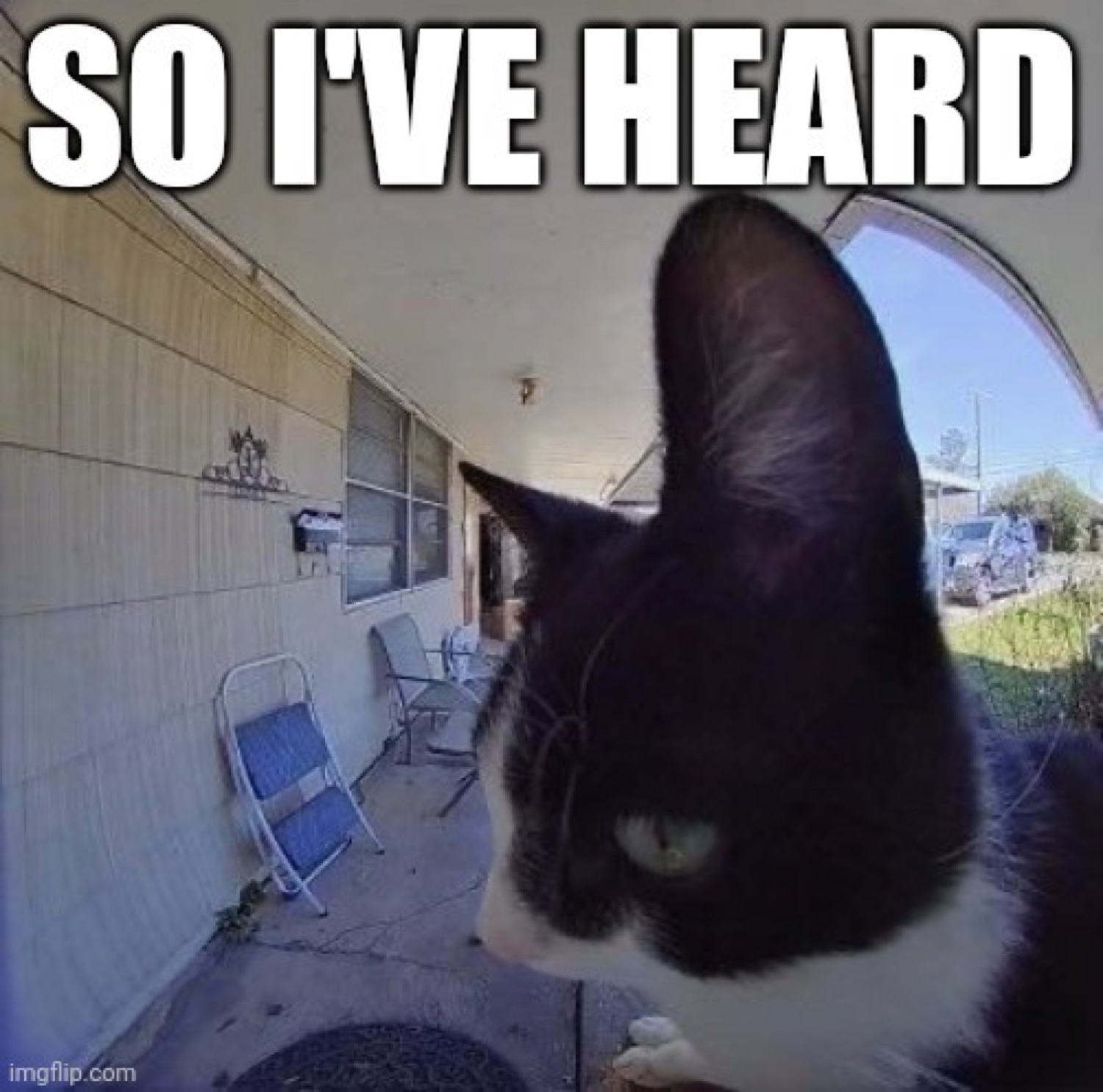 Tuxedo cat throwing a sharp side-eye on a porch captioned 'SO I'VE HEARD'