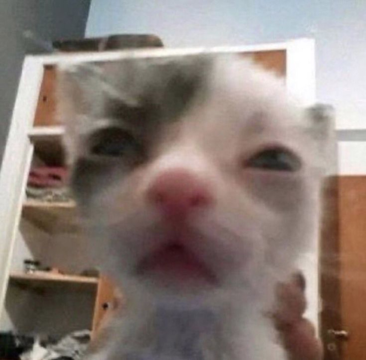 Kitten pressing its face into the camera