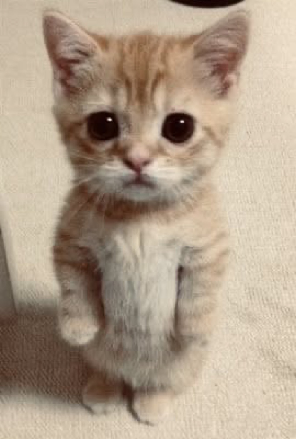 Tiny orange kitten standing upright with big pleading eyes