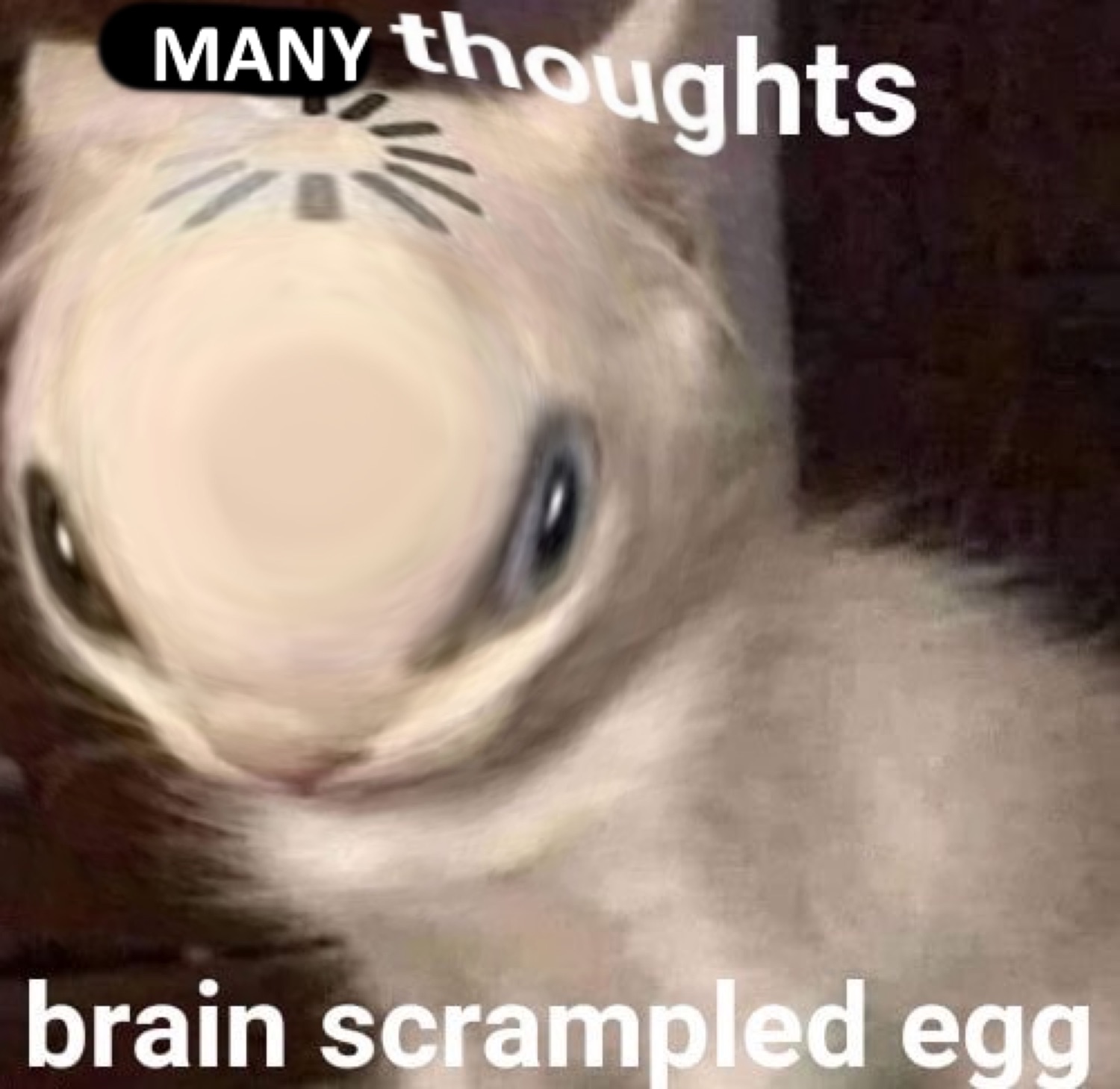 Blurry warped-face cat captioned 'MANY thoughts, brain scrampled egg'