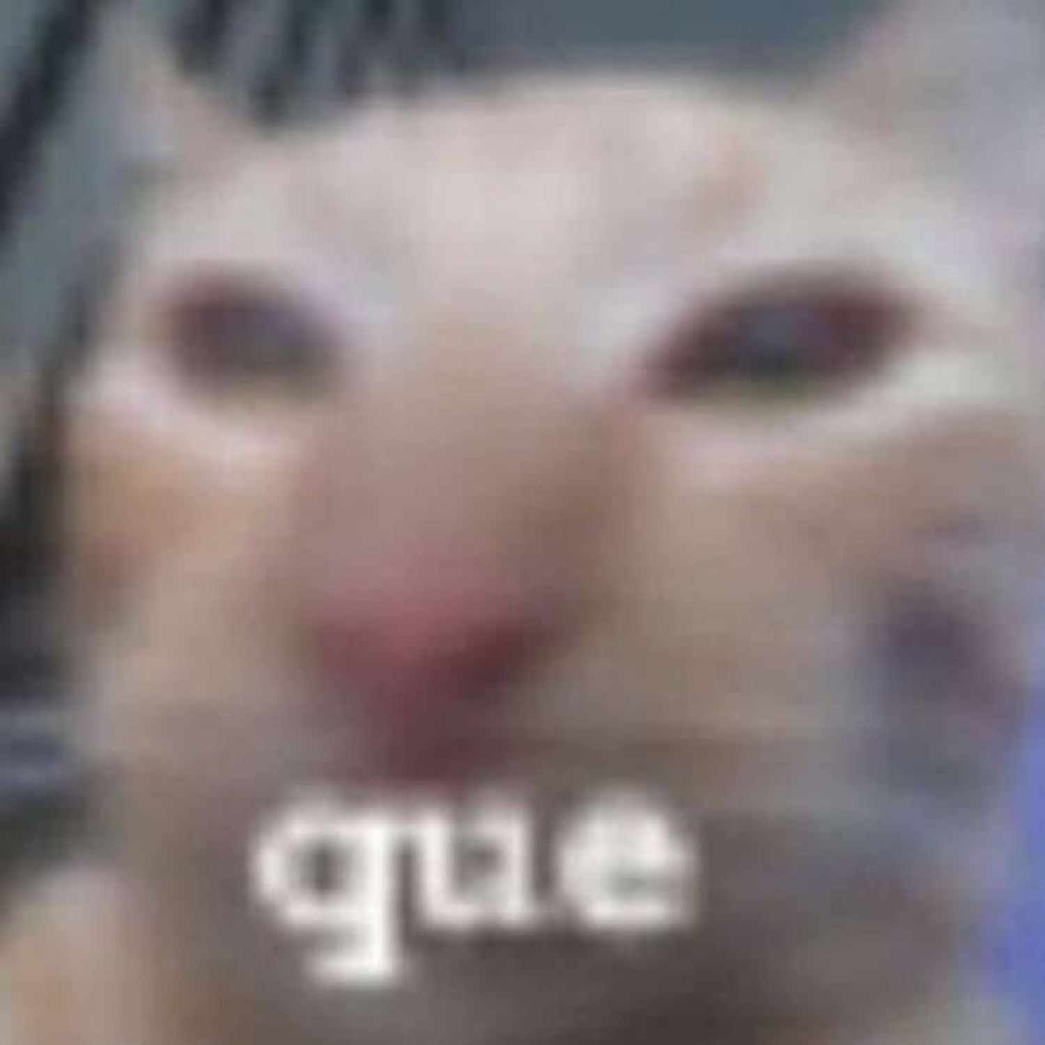 Orange cat squinting with glassy eyes captioned 'que' - maximum confusion achieved