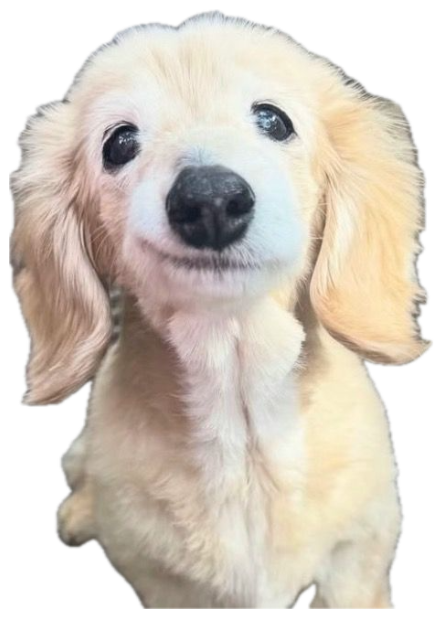 Fluffy cream dachshund puppy sitting up with the most adorable wide-eyed smile sticker