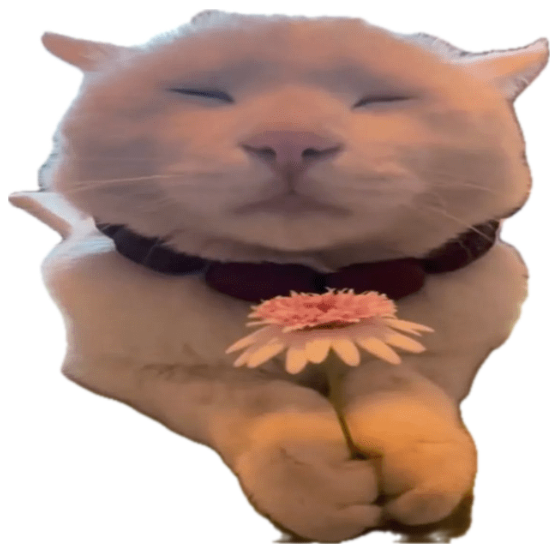 Content white cat with closed eyes holding a pink flower, 'emotional support flower' sticker