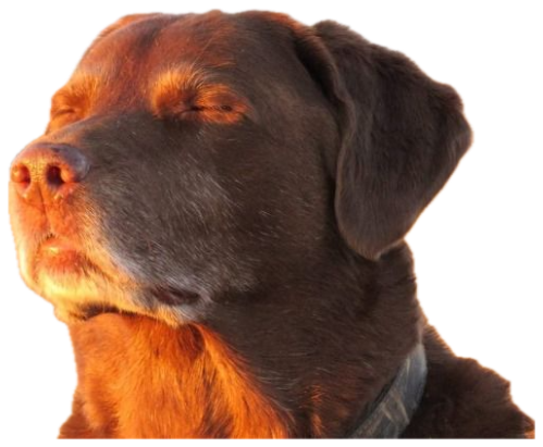 Chocolate lab basking in golden sunset light with eyes closed, totally serene sticker