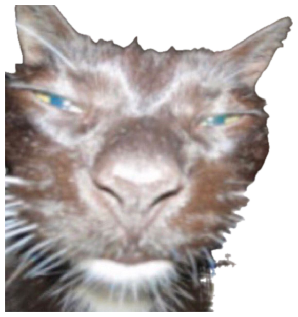 Blurry close-up of a dark cat with narrowed glowing eyes and a deeply menacing squint sticker