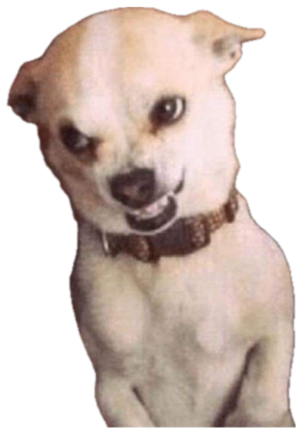 Small white chihuahua on a couch giving a sly side-eye and a toothy little grin sticker
