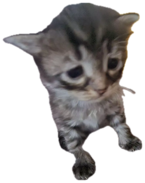 Tiny fluffy kitten standing on a couch looking small and a little sad sticker
