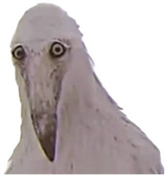 Shoebill stork staring dead into the camera with wide, unsettling intensity sticker