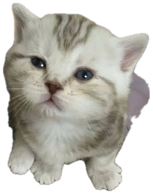 Cute kitten on a sunset cliff backdrop with 'not to be flirty but i would peel oranges for you' sticker