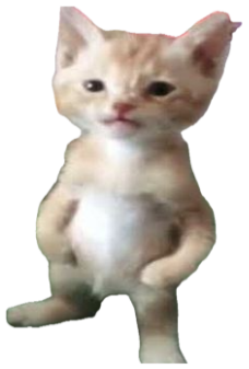 Orange kitten standing upright on its hind legs looking stiff and awkward sticker