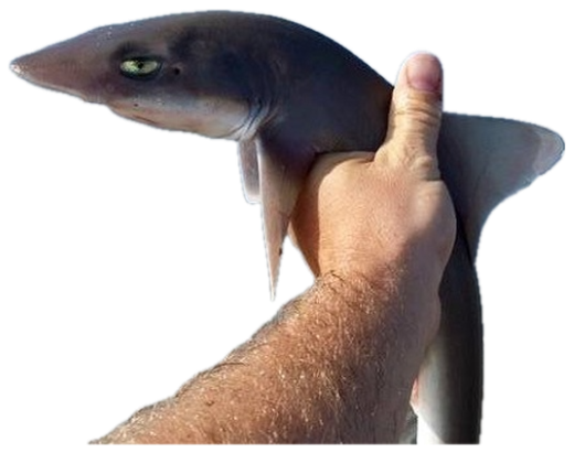 A small shark held up by the tail on the beach, staring with a flat deadpan glare sticker
