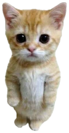 Tiny orange kitten standing upright with huge pleading eyes, paws tucked in sticker